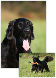 Fynn